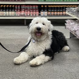 Rosie - Old English Sheepdog
