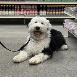 Rosie - Old English Sheepdog