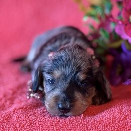 Beauty - Dapple female Dachshund puppy in Lincoln, Arkansas from Red Dirt Dachshunds