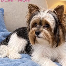Demi - Biewer Terrier