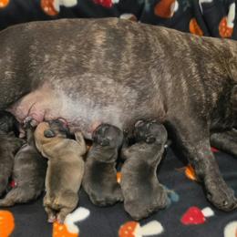 Boy 1 - Brindle male French Bulldog puppy in Astatula, Florida from Reds Frenchies