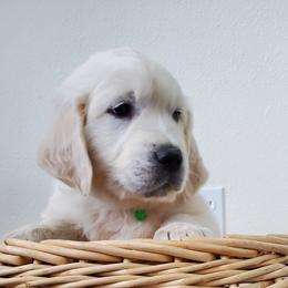 Leo - Light golden male Golden Retriever puppy in Marysville, Washington from Eagle River Golden Retriever Farm