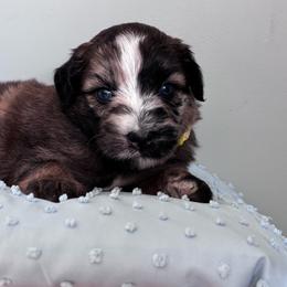 Fordy (yellow) - Merle male Whoodle puppy in Rising Sun, Indiana from Ruby Lane Doodles