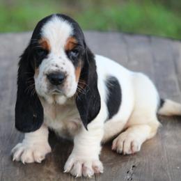 Female 4 - Black white and brown female Basset Hound puppy in Georgia from Huff's Hounds