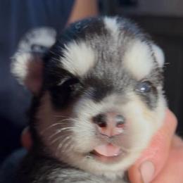 Janet - Black and white female Pomsky puppy in Spring Hill, Florida from PDQ Pomskies