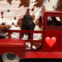 Red Boy - Liver male Boykin Spaniel puppy in Northport, Alabama from Blue Creek Boykins