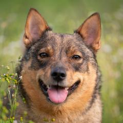 Tally - Swedish Vallhund