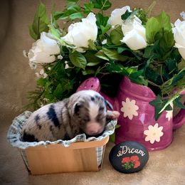 Miniature Australian Shepherd and Toy Australian Shepherd Puppies from Pawesome Lil Aussies