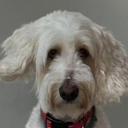 Hani - Goldendoodle