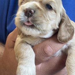 Tasha - Buff female Cocker Spaniel puppy in Tappahannock, Virginia from Maplefox’s Cocker Spaniels