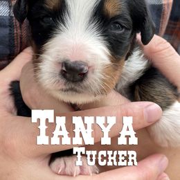Bernese Mountain Dog Puppies from Faith and Family Farm