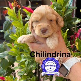 La Chilindrina - Caramel red female Australian Labradoodle puppy in San Juan, Texas from QuiSal Labradoodles