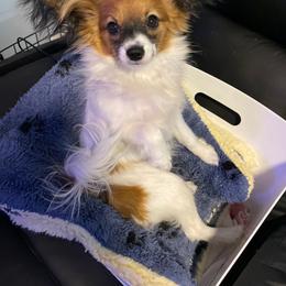 Brownie - Papillon