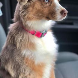 Miniature Australian Shepherds from Hill Top Mini Aussies