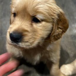 Dasher - Golden male Golden Retriever puppy in Seville, Ohio from Retriever Ranch