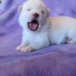 Pomsky Puppies from Valparaiso Pomskys