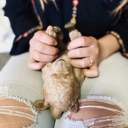 Bernedoodle and Labradoodle Puppies from Royal Doodles