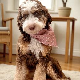 Gem - Bernedoodle
