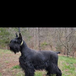 Cora - Giant Schnauzer