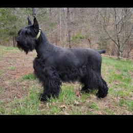 Cora - Giant Schnauzer
