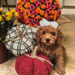 Savannah - Red  female Goldendoodle puppy in Alamance County, North Carolina from Doodle Squad Puppies