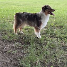 Australian Shepherd All Grown Up from OakHaven Acres Aussies