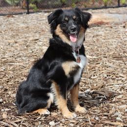 Miniature American Shepherds and Miniature Australian Shepherds from TRAILS END Gemini Minis