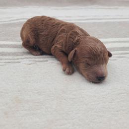 Gracie - Apricot female Poodle puppy in Kannapolis, North Carolina from Carolina Great Danes & Toy Poodles