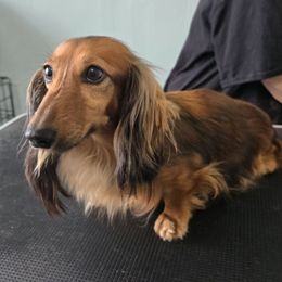 Lizzie - Dachshund