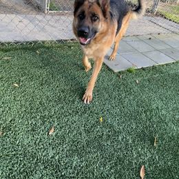 German Shepherd All Grown Up from Angel Oak German Shepherds