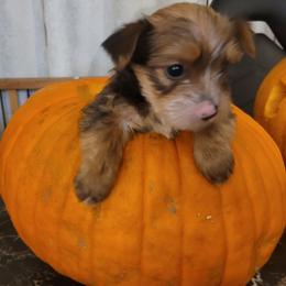 Girl 1 - Chocolate, tan and white female Yorkshire Terrier puppy in Adams, North Dakota from Mathiasons Little Barkers