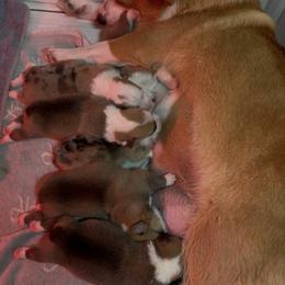Pembroke Welsh Corgi Puppies from Tran's CorgiLand