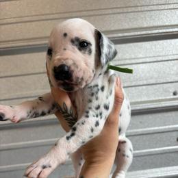 Green - White and black male Dalmatian puppy in Demorest, Georgia from Dixon Dalmatians