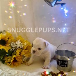 Lilly - White female Bulldog puppy in Tremonton, Utah from Snuggle Pups