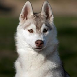 Siberian Husky Puppies from Shedenara Siberians