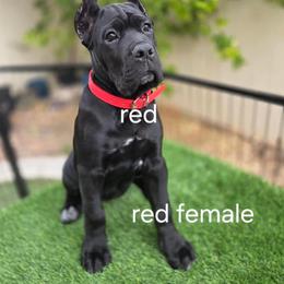 Girl 1 - Black female Cane Corso puppy in California from Donato Kennels