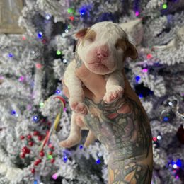 Noel - Parti female Goldendoodle puppy in Roseburg, Oregon from Dbos Furry Friends