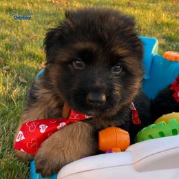 German Shepherd Puppies from Vom Archbold Haus World Class German Shepherds