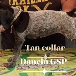 Rosey - Black roan female German Shorthaired Pointer puppy in Marble, Florida from Dancin' German Shorthaired Pointer's