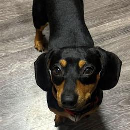 Skylar - Dachshund