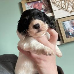 Estelle - Piebald female Dachshund puppy in Industry, Illinois from KDKs Kennels