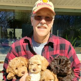 Labradoodle Puppies from Daiger Doodles