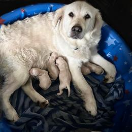 Second pick of the boys - Golden male Golden Retriever puppy in Fisher, Illinois from Aslan's Pride of Fidei Family Farms
