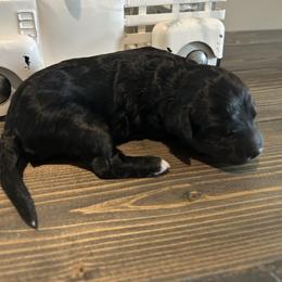 Black Abstract Girl - Black female Goldendoodle puppy in Lancaster, South Carolina from Silver Hill Farm SC