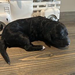 Black Abstract Girl - Black female Goldendoodle puppy in Lancaster, South Carolina from Silver Hill Farm SC