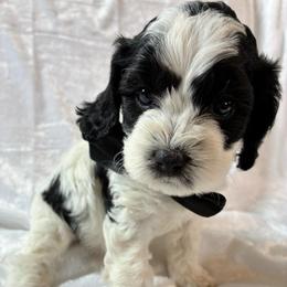 Toad - Black and white male Cockapoo puppy in Adrian, Oregon from ApplebyFarm
