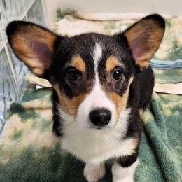 Tri Boy 1 - Black and tan male Pembroke Welsh Corgi puppy in Bay Area, California from MJ's Corgis