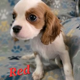 Red - Blenheim male Cavalier King Charles Spaniel puppy in Glendale, Arizona from Comforting Cavaliers