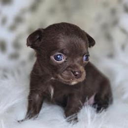 Coffee - Chocolate and white female Chihuahua puppy in Plainfield, Indiana from Abby's Pampered Pooches