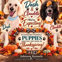 Poodle puppies from Johnson Kennels